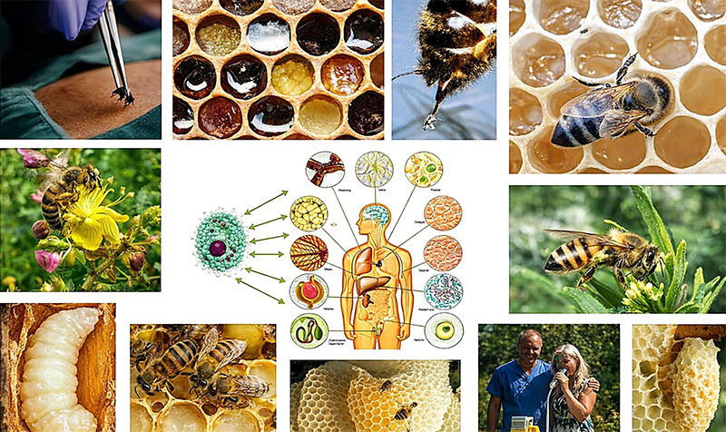 Formation De Perfectionnement En Apithérapie Clinique